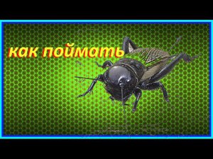 ✔️ Как поймать сверчка ✔️