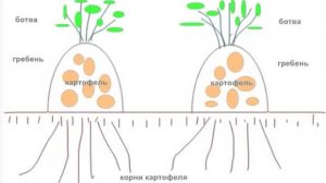 мой метод выращивания картофеля