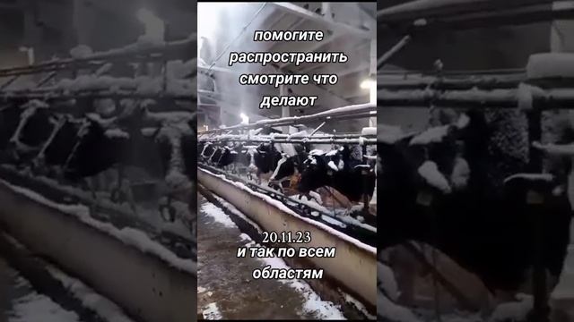 смотрите ,что делают и так по всем областям смотреть онлайн