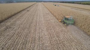 Уборка кукурузы Часть 2/Збирання кукурудзи 2021 [4K]