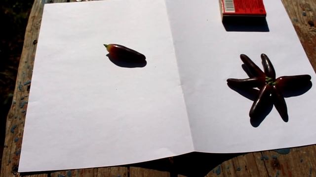 Виноград к-ш Хеллоуин - первые впечатления. смотреть онлайн