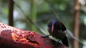 Самые Необычные и Удивительные Птицы в Мире