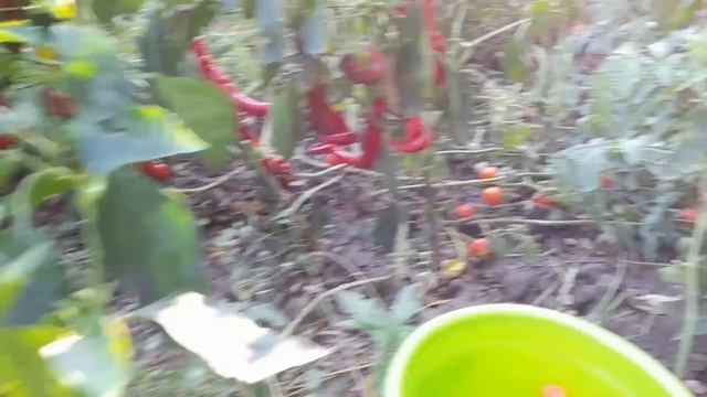 Вот так и живём!И снова прикупила обновки!Огород!Вкусный ужин! смотреть онлайн