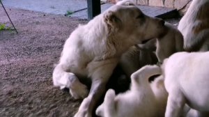 Выбираем щенка САО