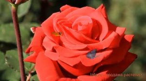 Роза чайно-гибридная Ред Берлин (rose lipsiae rubrum) ? обзор: как сажать, саженцы розы Ред Берлин