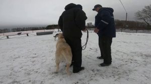 ДРЕССИРОВКА НАШЕГО АЛАБАЯ.