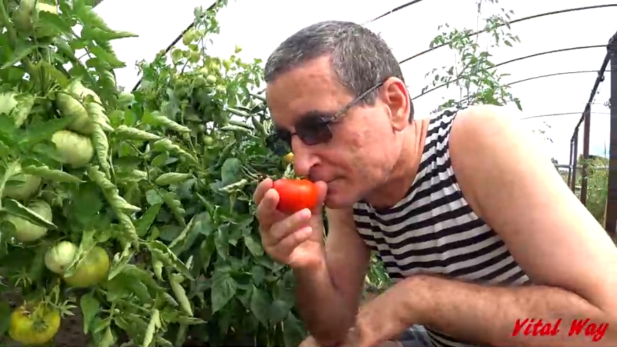В селе настоящие помидоры - Vital Way в Молодёжном