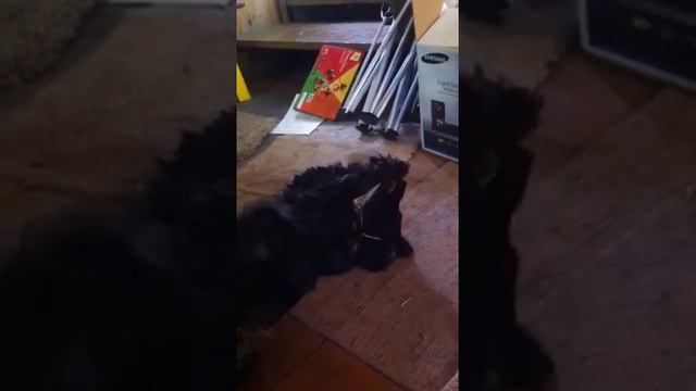 Леська грызет палку смотреть онлайн