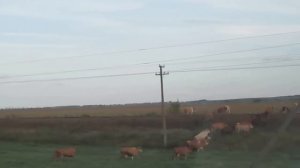 Трасса Оренбург-Уфа. Поезд сбивает стадо коров.