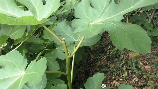 Инжир,Туапсе. Насколько эффективна прищипка в ОГ ? смотреть онлайн