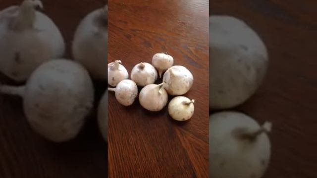 Сорт Комсомолец