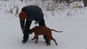 Тина-трейдинг, Щенки родезийский риджбек, Восьмёрка начальный уровень с кормом