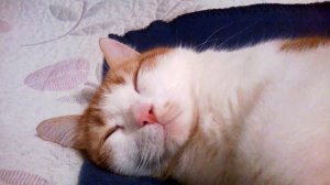 snoring cat / храпящий кот
