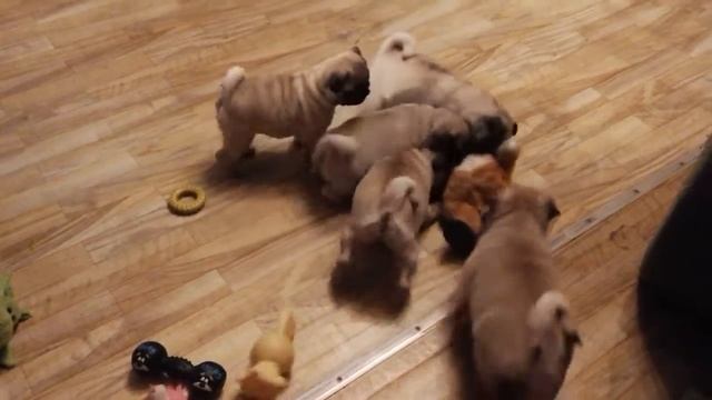 Мопсы щенки смотреть онлайн