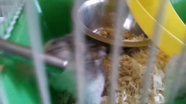 Как хомяк сошёл с ума смотреть онлайн