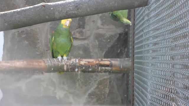 2012-08-19 - Экзотик парк - SAM 1896st смотреть онлайн