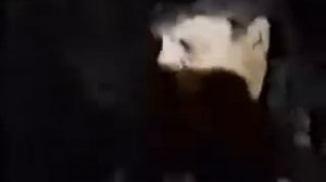 Юра Хой-всё идёт по плану