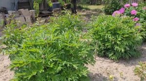 ?Расцвёл пион ИТО-гибрид First Arrival.