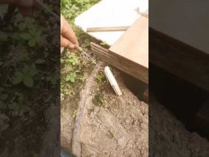 Земляные шмели — под землей, гениально