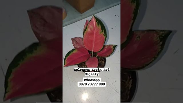 Aglonema Kocin Red Majesty #aglonema #aglaonema #tanamanhias #aglonemamurah #aglonemaindonesia