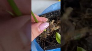 Монстера как размножить черенками. Размножение черенками. Уход.