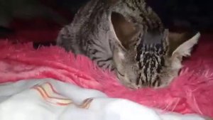 Ржач кошка лижет покрывало!!!😂😂😂