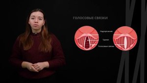 Строение и функции органов дыхания | Биология