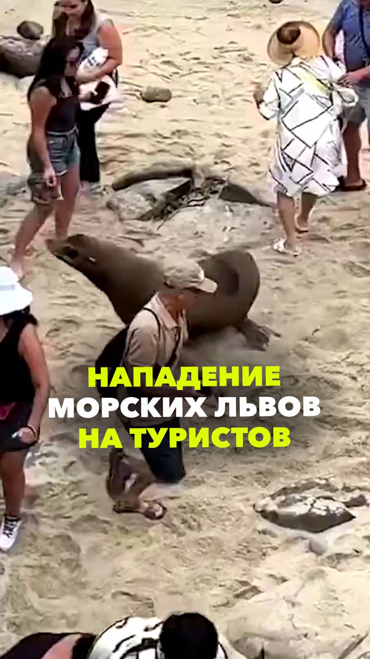 Переполох на пляже в Калифорнии: морские львы выскочили из воды и начали нападать на отдыхающих