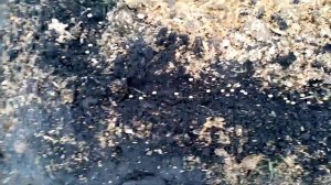 Посадка СЛАДКОГО ГОРОХА под ЗИМУ. 29.11.2019г.