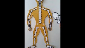 Внутрішня будова тіла людини