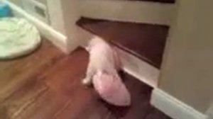 Dog Humping Satisfaction