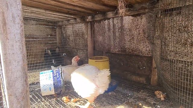 Квочка и 300 цыплят, а ещё индюшата и утята!! Зачем мне сколько?! Обзор нашего хозяйства смотреть онлайн