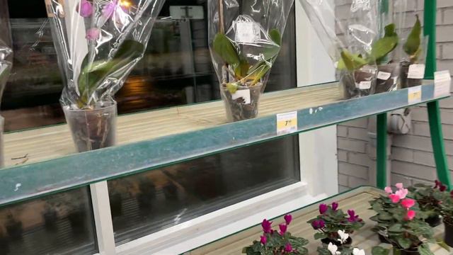 Завоз орхидей фаленопсисов Биглипов по 40р в Материк Минск