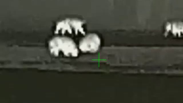 Тепловизионный прицел iRay Saim SCT 35 охота на кабана смотреть онлайн