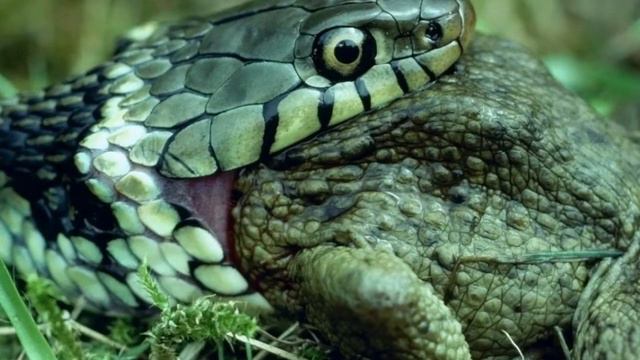 5 САМЫХ ОПАСНЫХ ЖИВОТНЫХ В МИРЕ ДЛЯ ЧЕЛОВЕКА смотреть онлайн