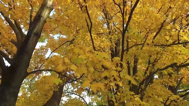 Focus Music for Work and Studying - Enchanting Autumn Forests with Beautiful Piano Music #9 смотреть онлайн