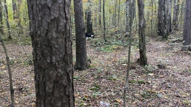 Выбор корма и советы по питанию для собаки Бордер-колли