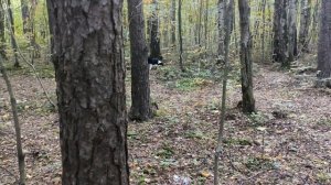 Выбор корма и советы по питанию для собаки Бордер-колли