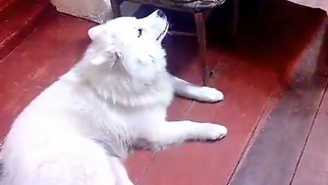 Самоедская ЛАЙКА  Маша поет под классику!