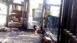 Бойцовые петухи.Пробую соединить молодого петушка с курами