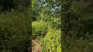 Посмотрели дом в деревне Аверинская. Угличский район, Ярославская область.