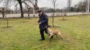 Дрессировка собак. Дрессировка малинуа (игровая система). Без принуждения