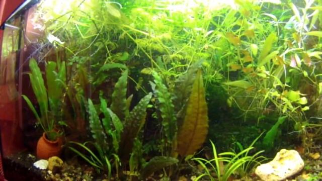 Как сделать чтоб аквариумные растения хорошо росли и аквариум был красивым смотреть онлайн