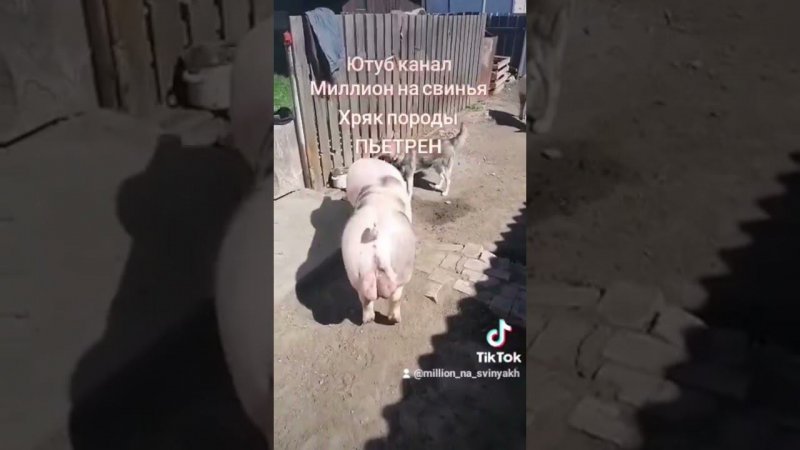 @million_on_pigs #хозяйство #pig #деревня #животные #piggy #пьетрен макстер