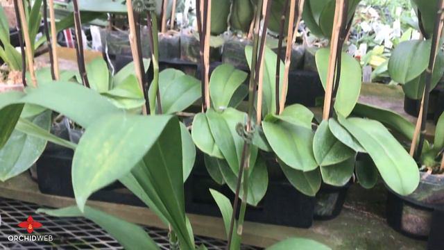 OrchidWeb - Degarmoara Shibumi 'Purple Rain' смотреть онлайн