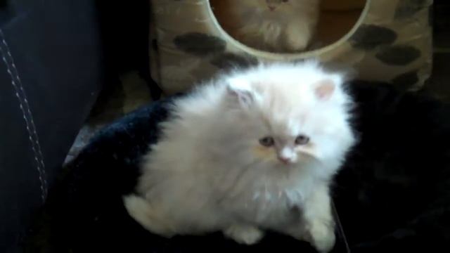 Paz4PlayCattery.com Miss Piggy and Cubby смотреть онлайн