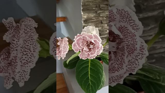 ГЛОКСИНИЯ МОЁ ОПЫЛЕНИЕ.САМЫЕ КРАСИВЫЕ ЦВЕТЫ ДЛЯ ДОМА И ДУШИ.GLOXINIA FLOWERS