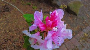 #zone8b #zone9 #zone10b #landscaping #frontyard #rose #gladiolus #sandrose