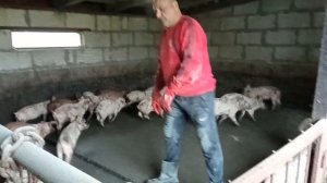 Спасаем горбатых поросят! Возможно это ГЛИСТЫ?! Поможет ли укол поросятам? Свиноводство.