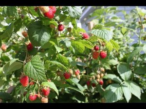 Уход за малиной весной,что  я делаю чтобы получить хороший урожай